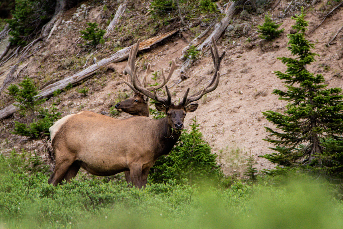 How to Hunt Pressured Public Land Elk: Strategies That Work When Everyone Else Strikes Out