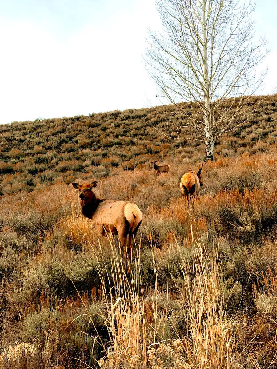 How to Hunt Sage Country Elk in 2026: Honest Advice for Western Hunters