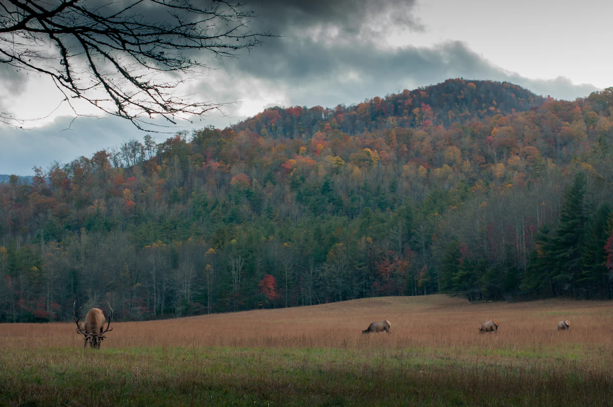 How to Hunt Small Public Land Parcels: Pressure-Proof Strategies for Western Hunters
