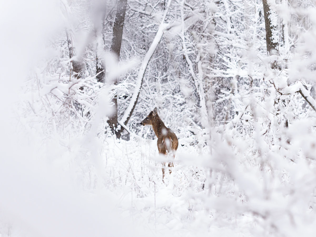 How to Hunt Whitetails During Cold Fronts: Timing, Stand Placement & Strategy