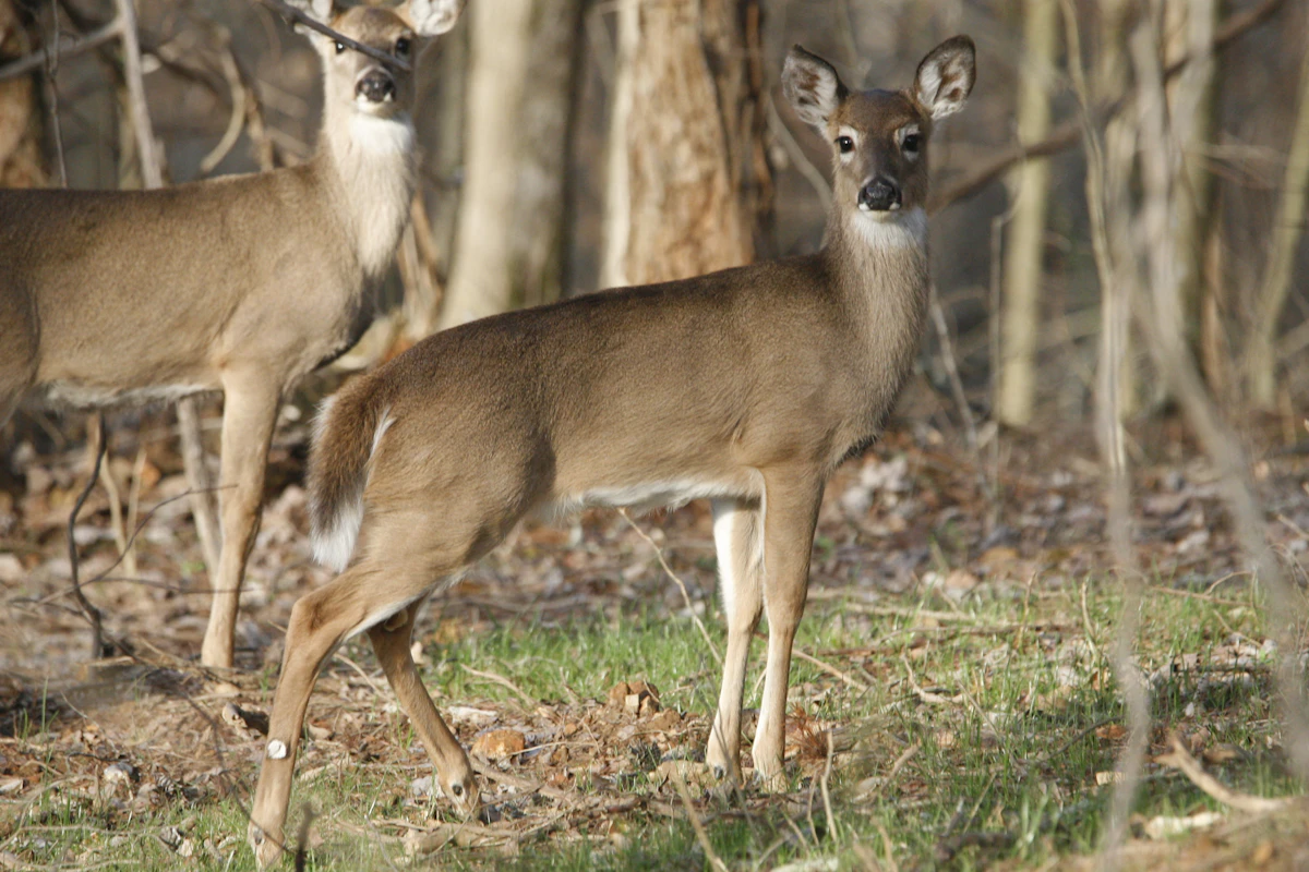 How to Scout Whitetail Without Trail Cameras — Proven Boots-on-the-Ground Methods