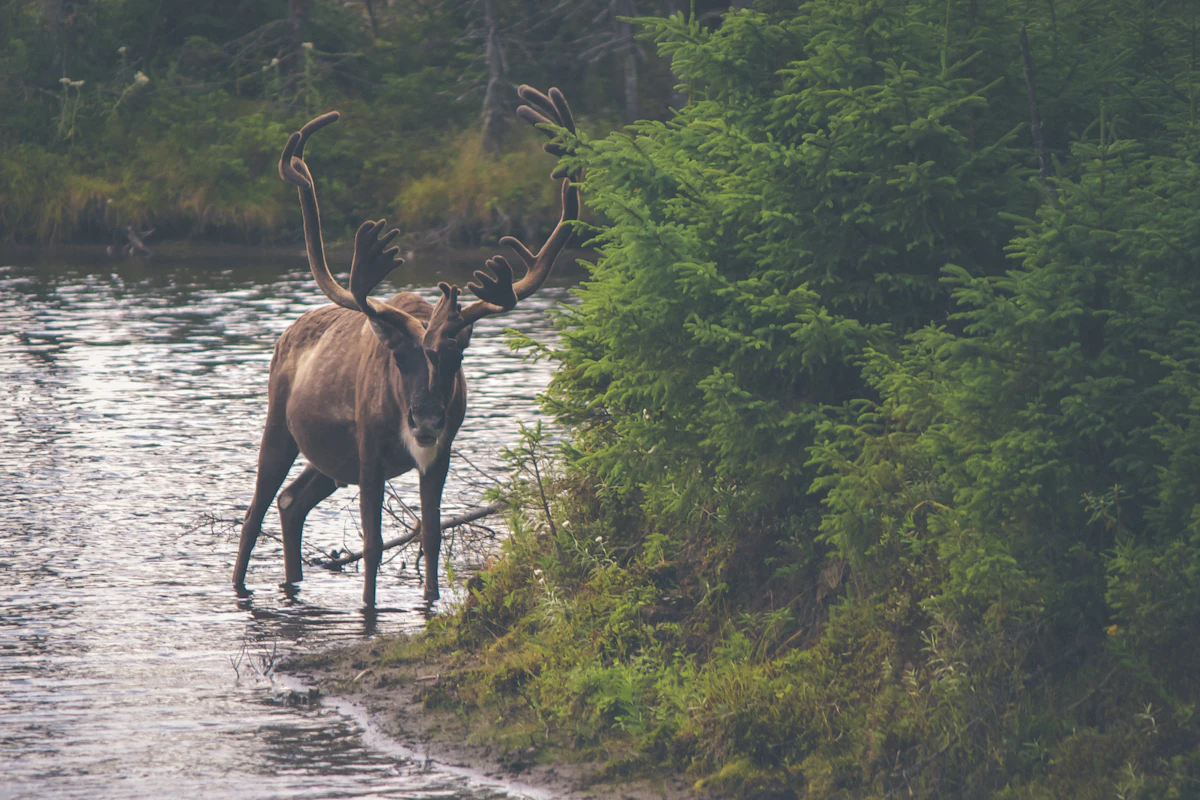 How Water Affects Elk Movement: Real-World Insight for Western Hunters