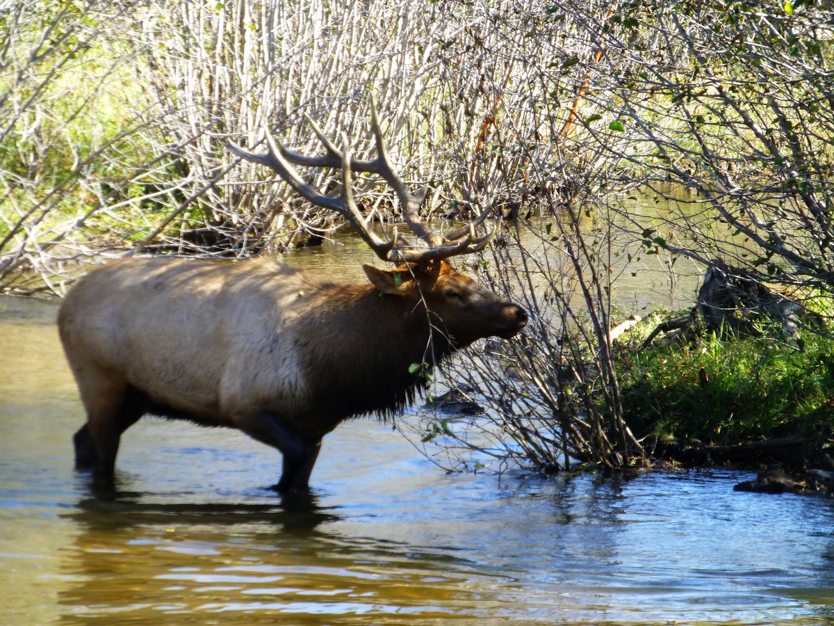 How Water Affects Elk Movement: Real-World Insight for Western Hunters