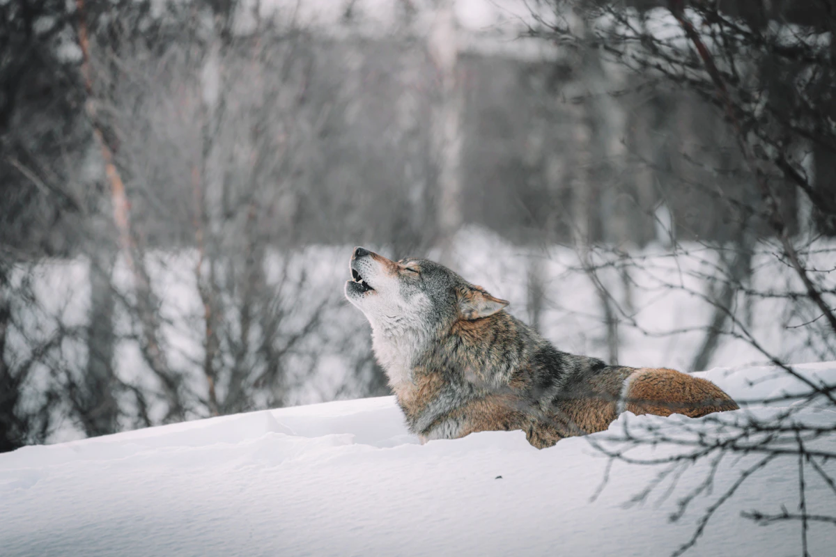 How Wolves Affect Wisconsin Whitetail Deer Populations in 2027: Predation, Hunting & Management