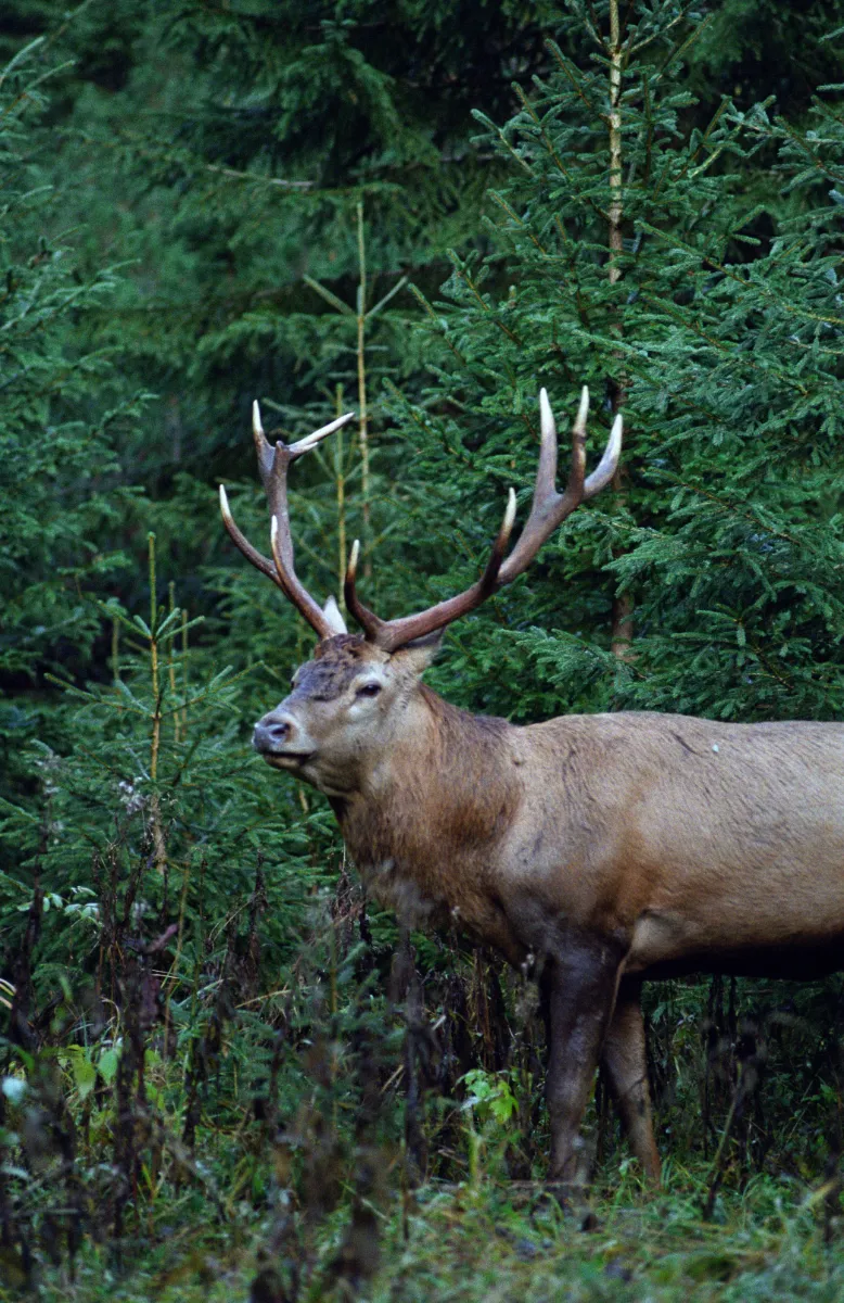 Hunting Dark Timber Elk: Hard Truths, Real Strategies, and 2026 Planning