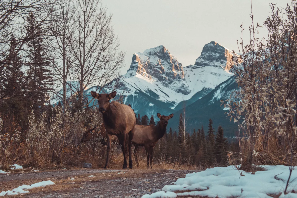 Hunting North-Facing Slopes: Why Shade, Security, and Strategy Matter in 2026