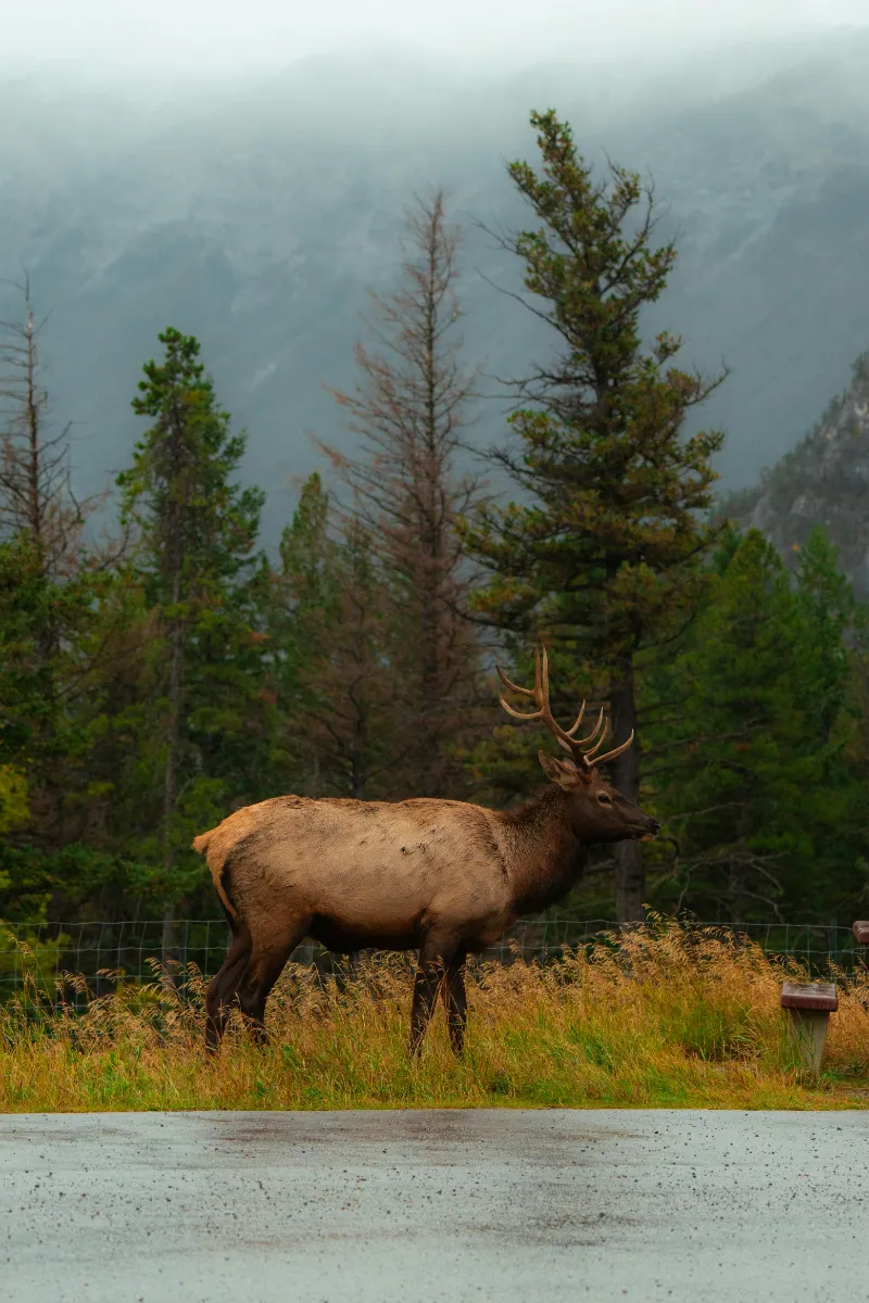 Hunting Transition Zones: How to Find More Elk and Deer in the West