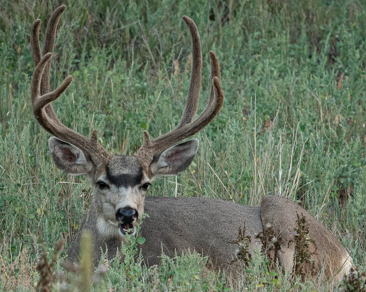 I Waited 10 Years for a Colorado Mule Deer Tag… Was It Worth It?