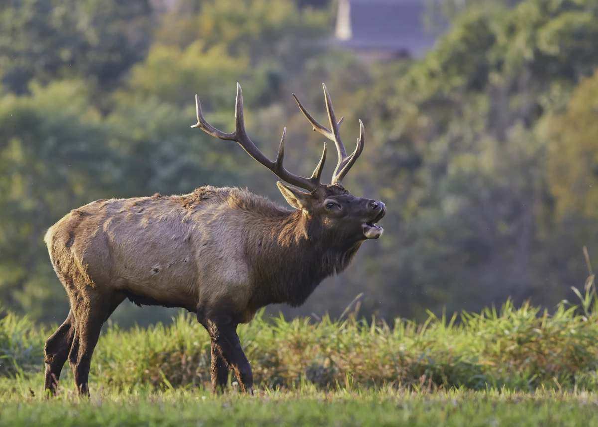 Idaho Controlled Elk Draw Odds 2027: Hunt Units, Success Rates & Application Strategy