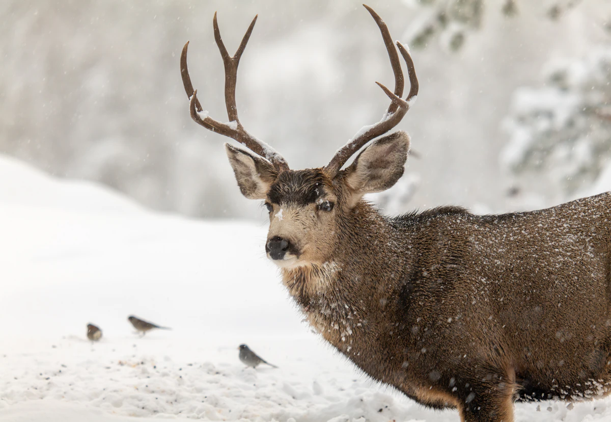 Idaho Controlled Mule Deer Draw Odds 2027: Unit-by-Unit Analysis