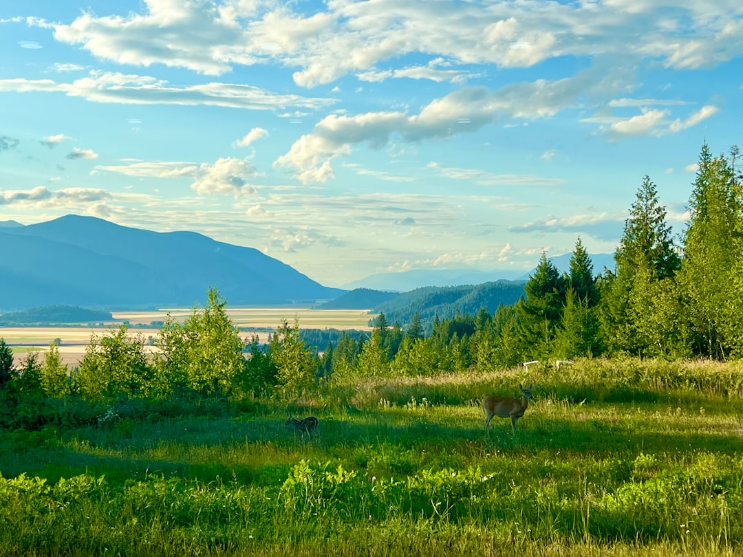 Idaho Elk Hunting Guide 2027: Draw Odds, OTC Tags & Unit Breakdown
