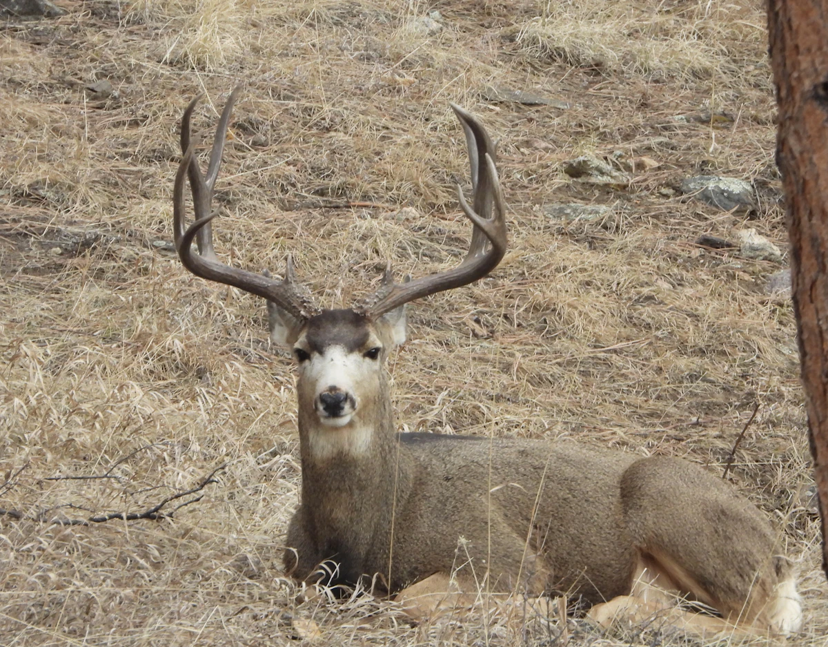 Idaho Mule Deer Super Hunt 2027: Everything You Need to Know