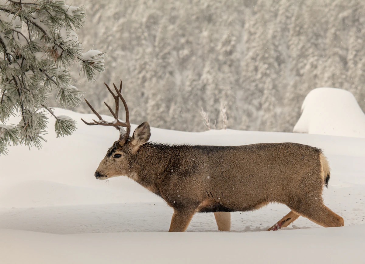 Idaho Nonresident Deer Draw Guide 2027: Tags, Odds & Strategy