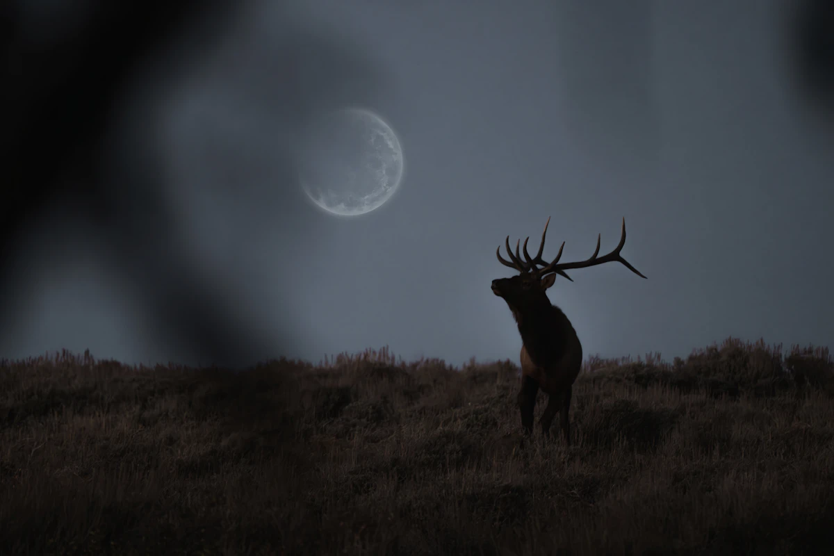 Idaho Nonresident Elk Draw Guide 2027: How to Navigate Tags, Points, and Units