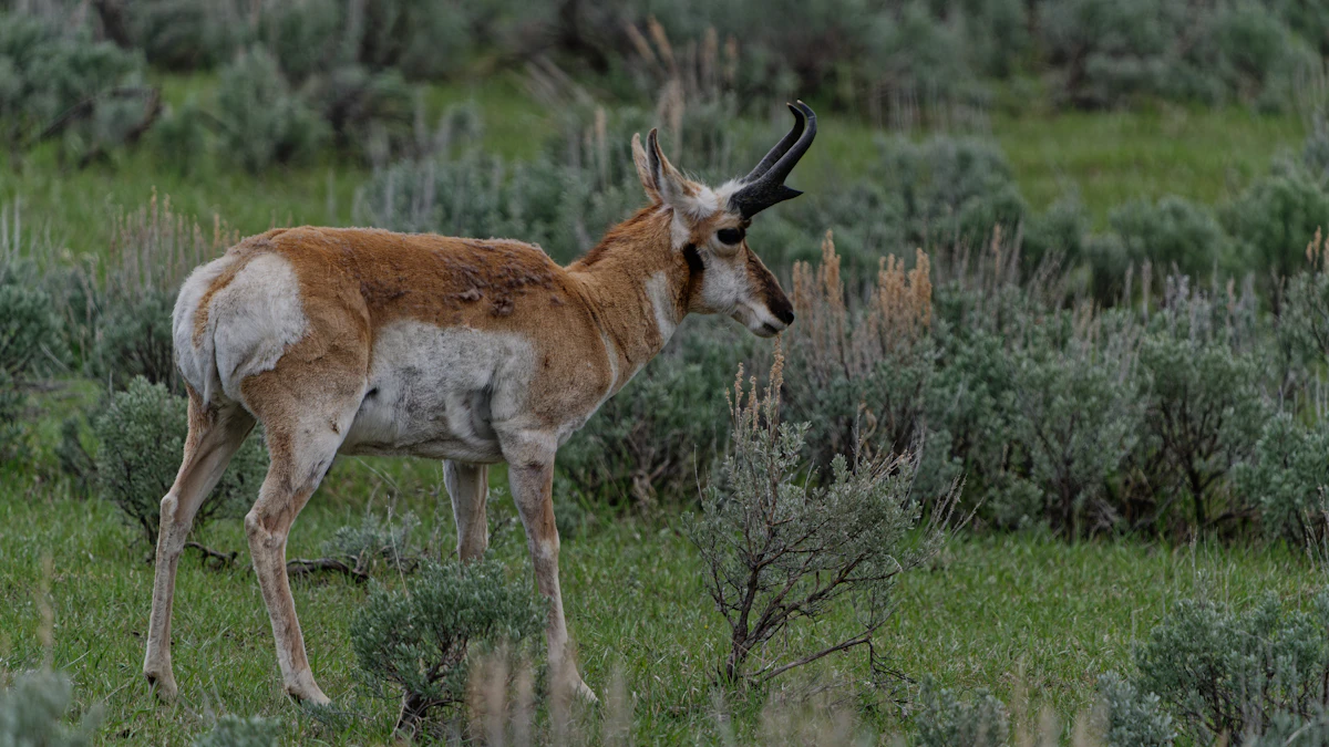 Idaho Pronghorn Super Hunt 2027: Complete Application Guide