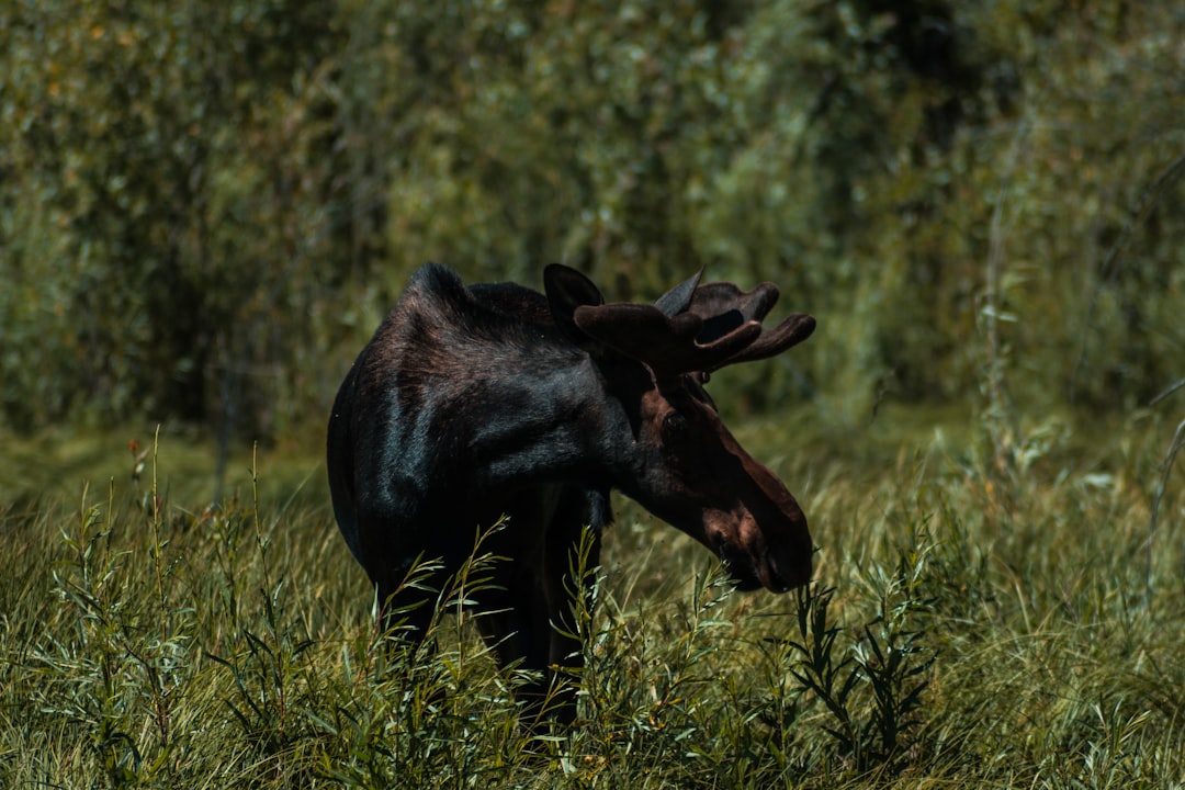 Idaho Super Hunt Combo: The Tag That Lets You Hunt Four Big Game Species