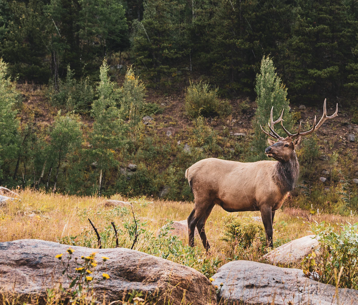 Idaho Super Hunt Draw Odds: What Are Your Chances of Winning?