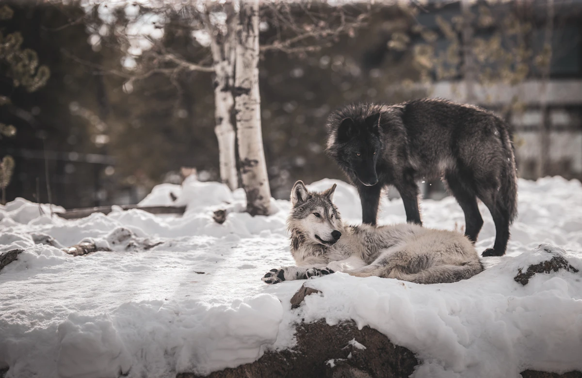 Idaho vs Montana for Wolf Hunting 2027: Which State Offers the Best Opportunities?