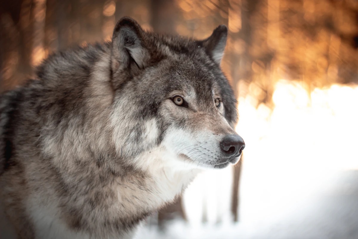 Idaho Wolf Bounty and Reimbursement Programs Explained