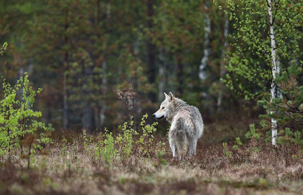 Idaho Wolf Hunting 2027: Strategies and Regulations for a Successful Season