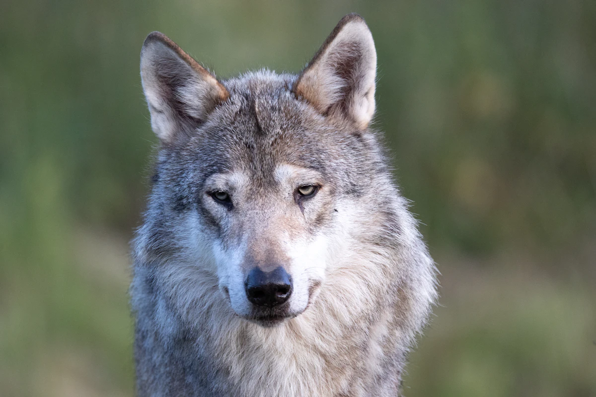 Idaho Wolf Tags, Seasons & Regulations 2027