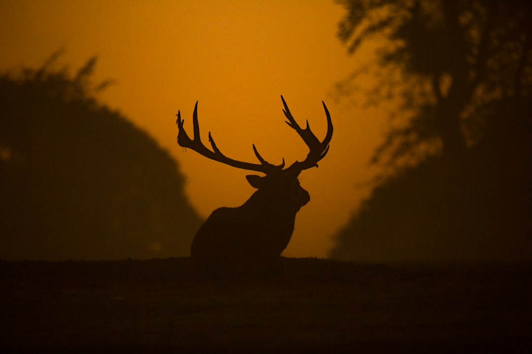 Landowner Elk Tags vs Draw Tags: What Hunters Should Know