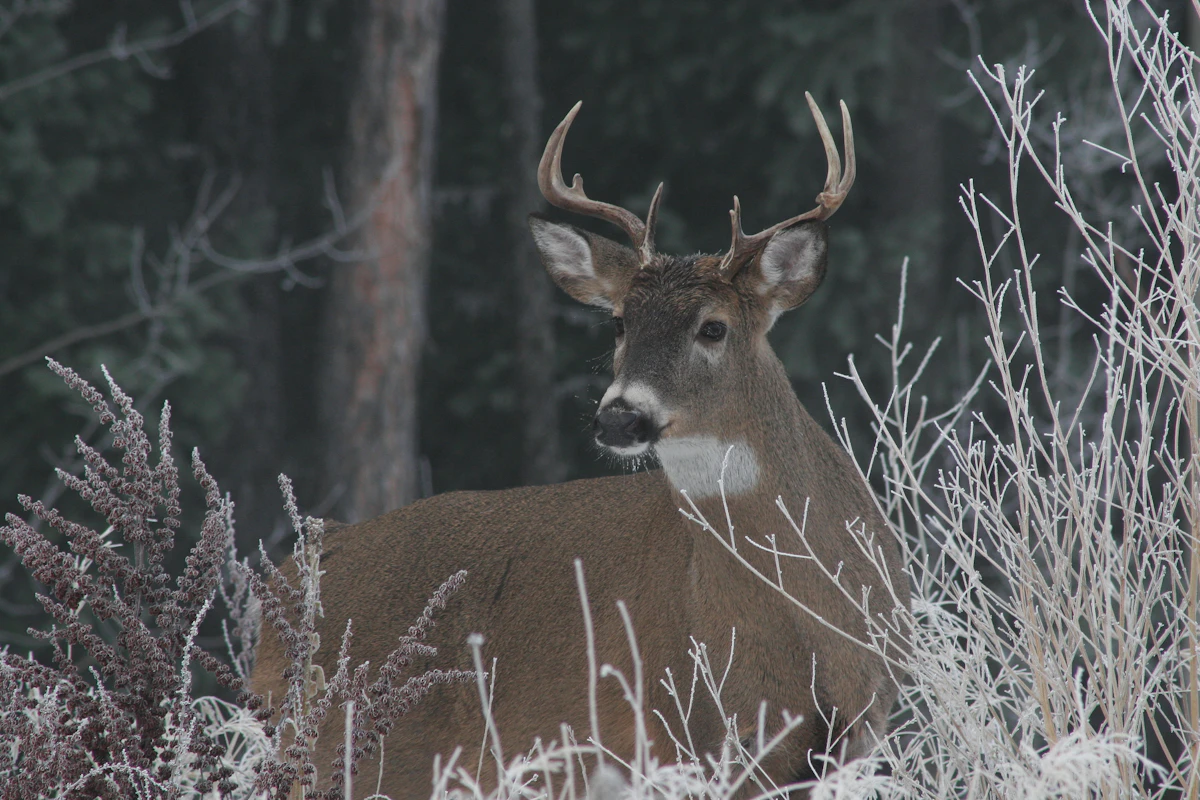 Late Season Whitetail Hunting: Strategies for Cold-Weather Success