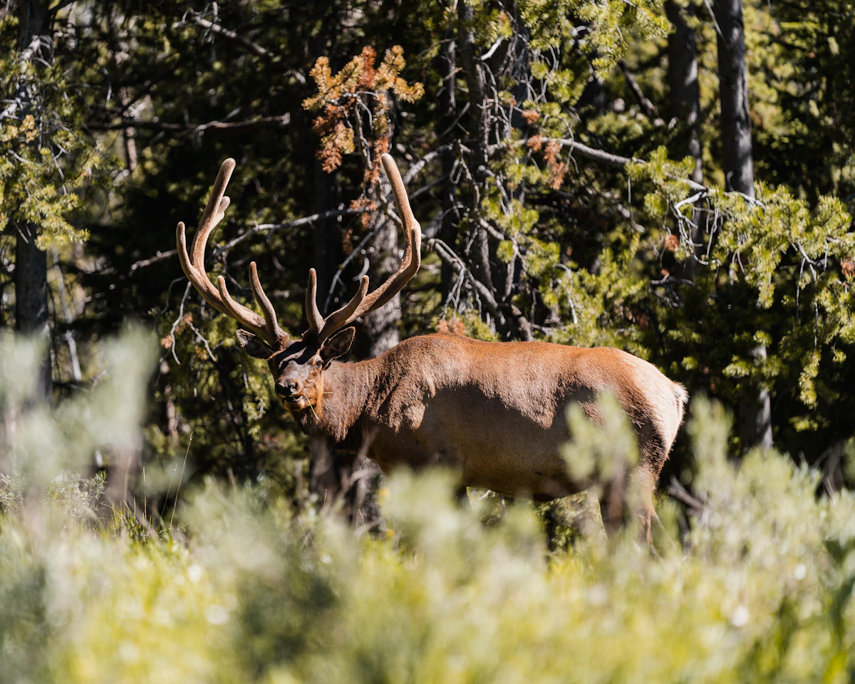 Location Bugles Explained: When, Why, and How to Use Them