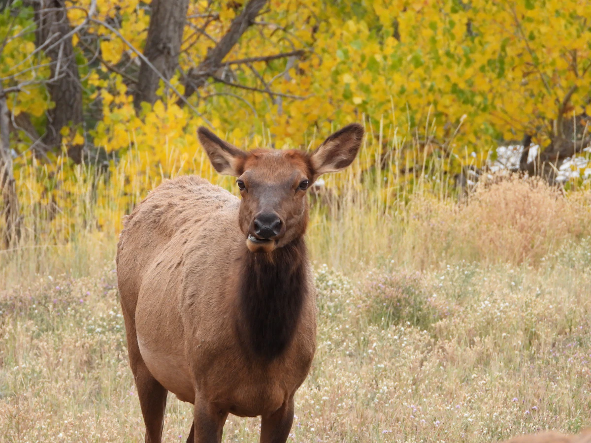 Lost Cow Calls Explained: When and How to Use the Most Effective Elk Call