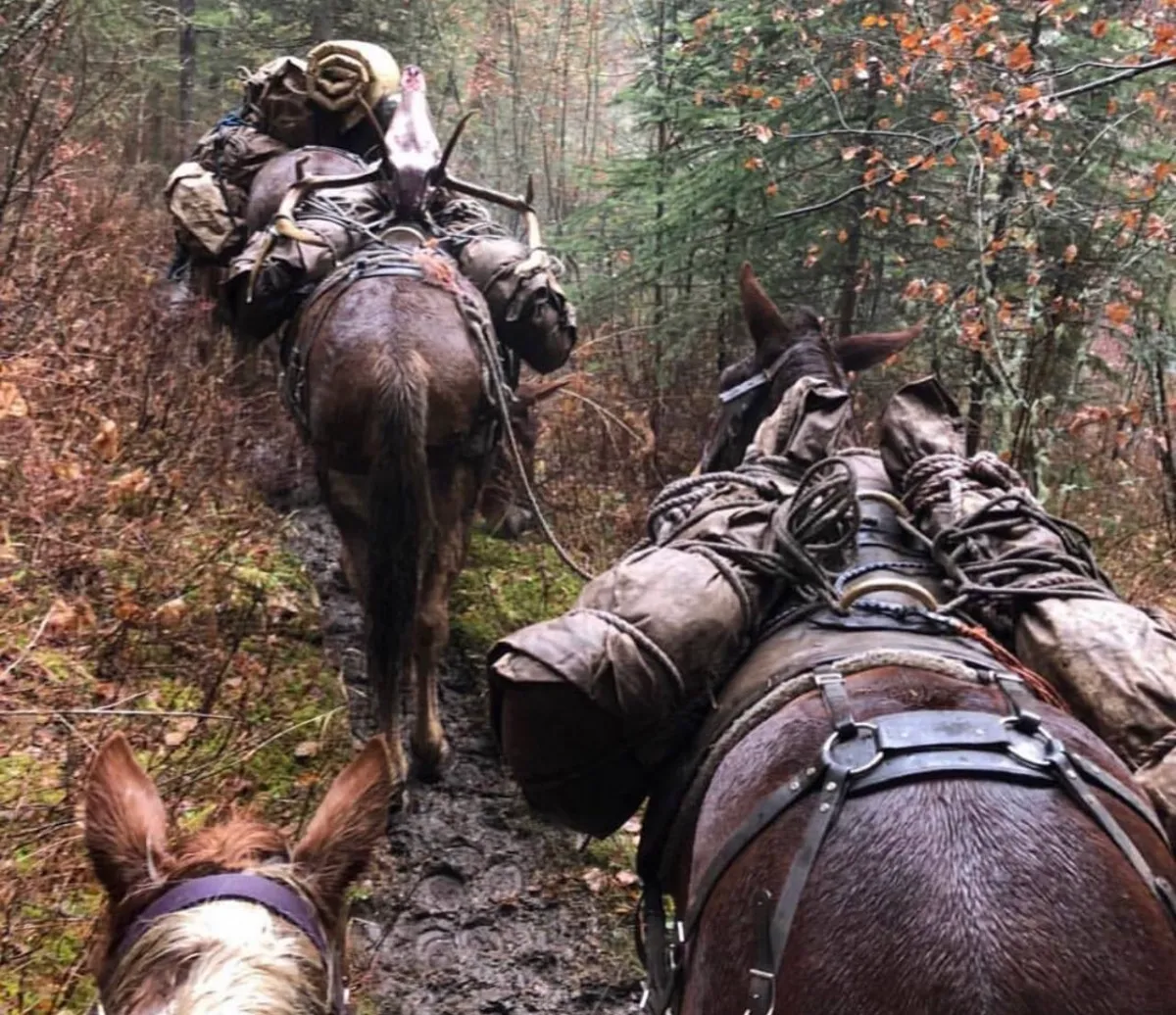 Meat Care in the Backcountry | Complete Elk Meat Care Guide