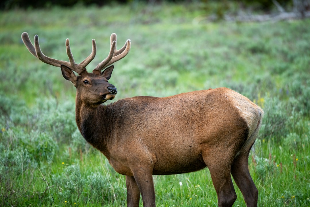 Montana Guided Elk Hunts 2027: Tags, Draw & Costs