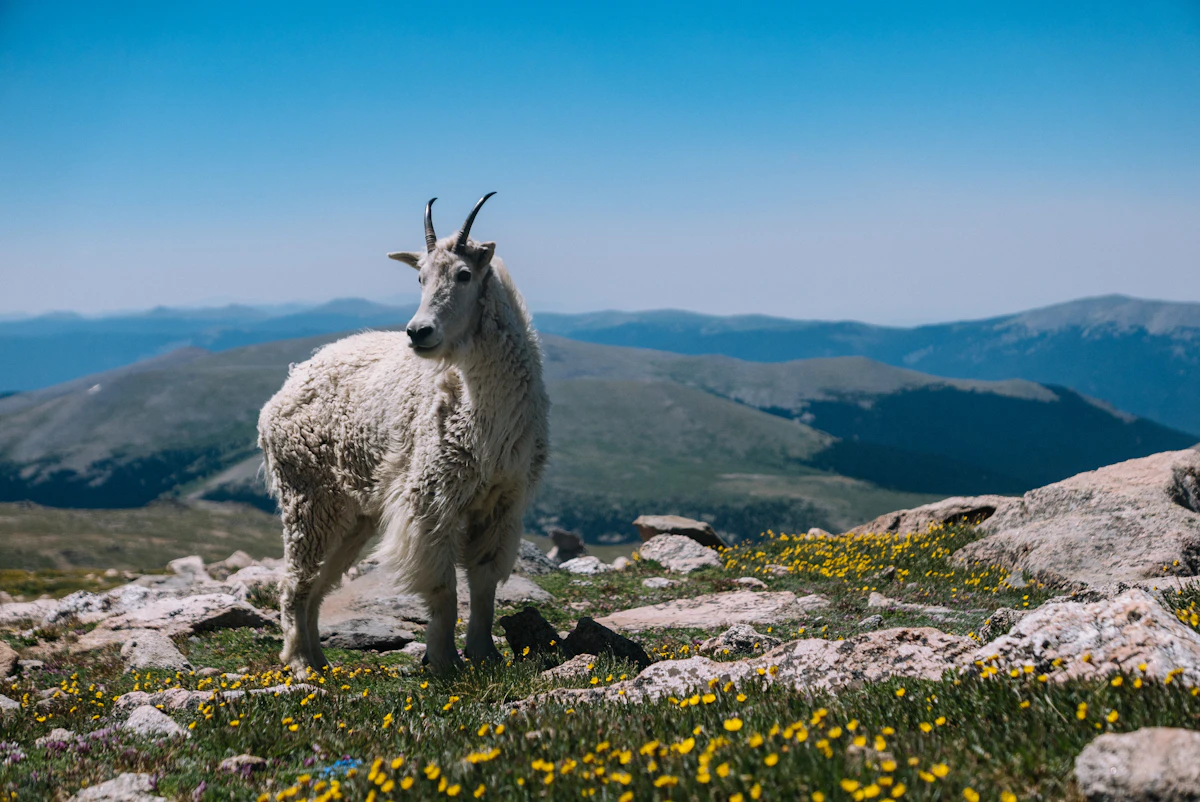 Mountain Goat Behavior: How These Alpine Masters Survive Extreme Terrain