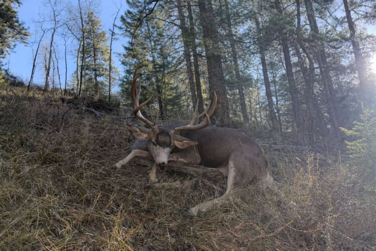 Mule Deer Hunting 101 for Beginners: Complete Guide to Mule Deer vs Whitetail, Gear, Strategy, and Tips