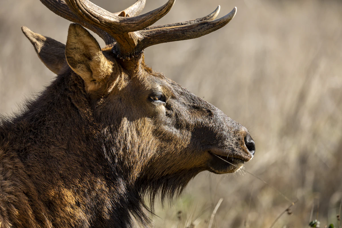Nevada Elk Draw Odds With 5 Points: 2027 Guide