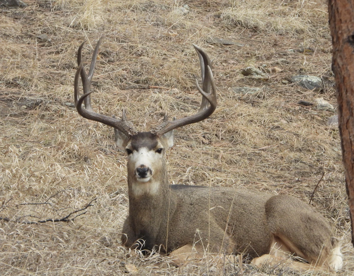 Nevada Nonresident Mule Deer Draw Odds 2027: Best Units, Bonus Points & Application Strategy