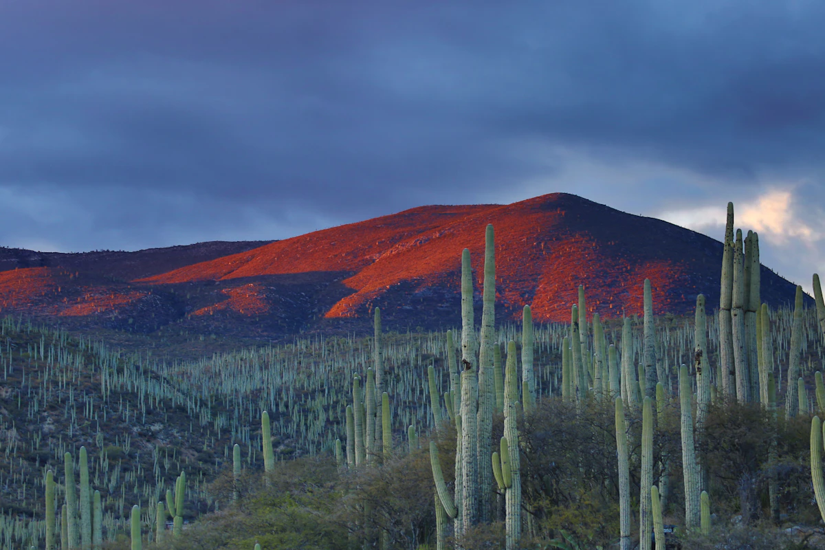 Draqing Guide New Mexico Big Game Draw Guide 2027: Odds, Dates & Fee | TAGZ Insights