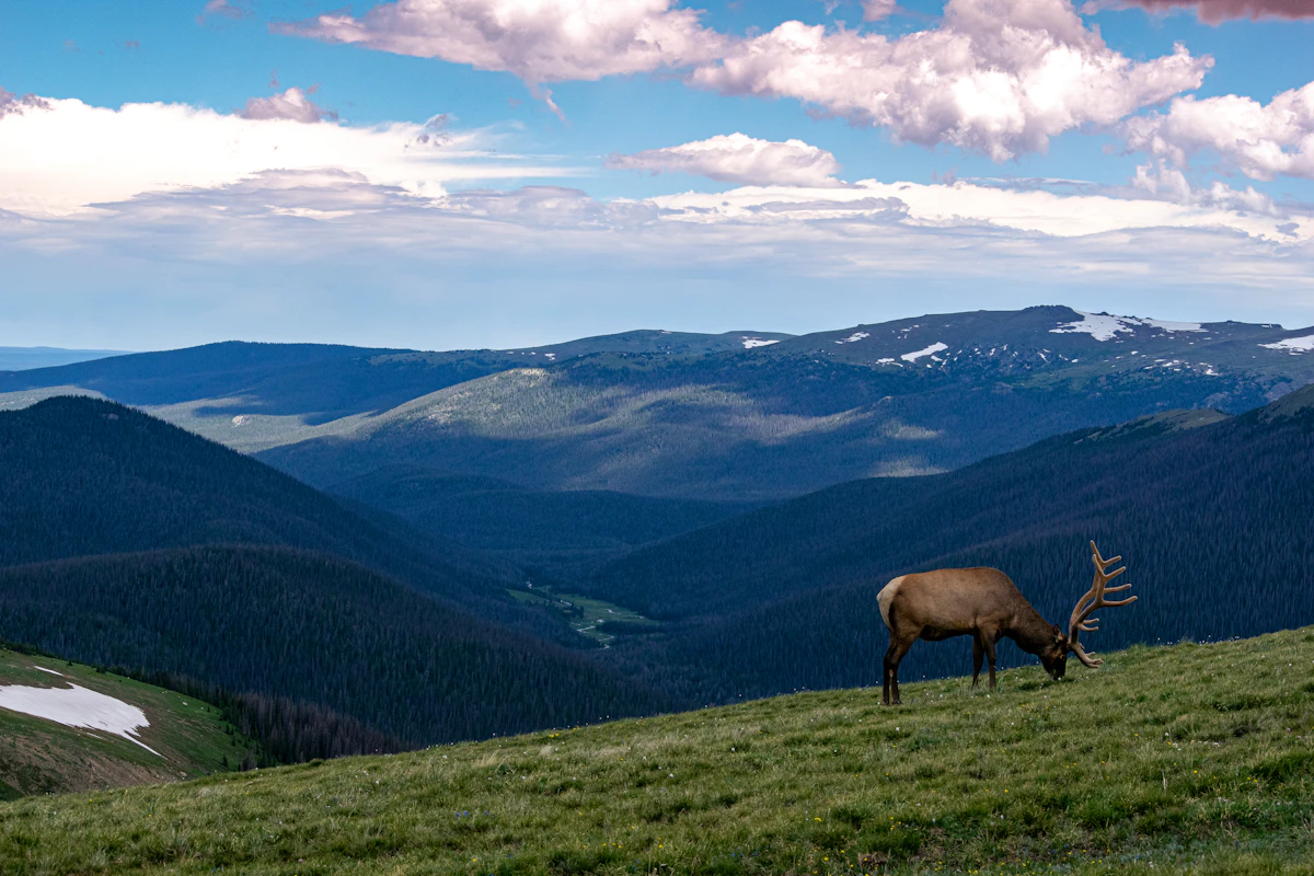 New Mexico Guided Elk Hunts 2027: Outfitter Draw