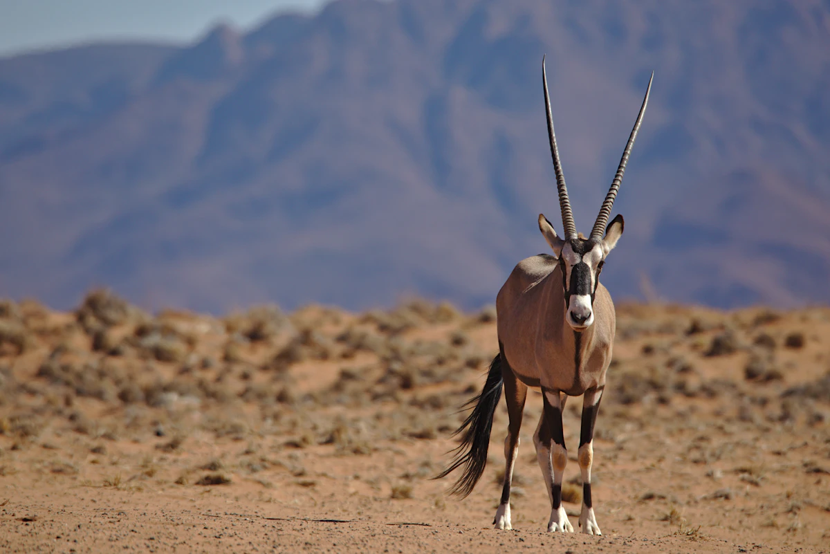 New Mexico Oryx Draw Odds 2027: White Sands Tags, Hunt Codes & Nonresident Guide