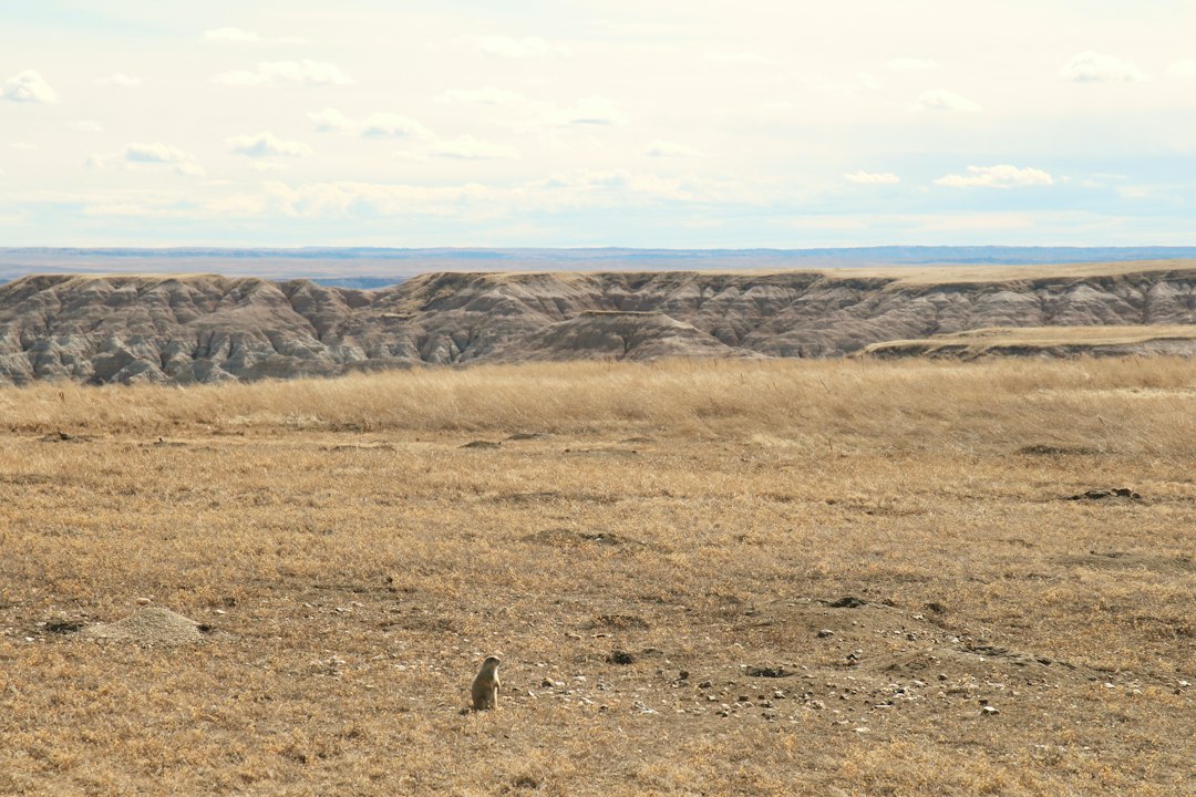 North Dakota Guided Whitetail Hunts: Tags & Draws