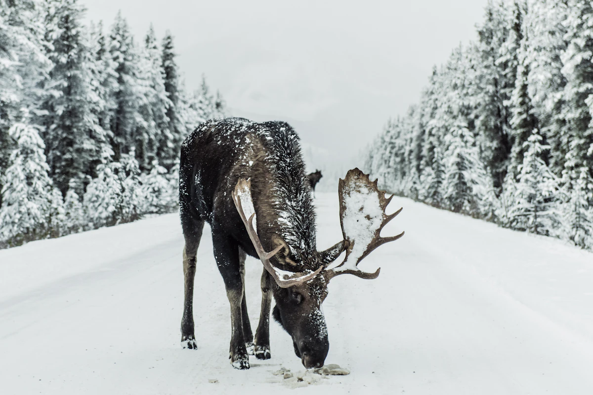 North Dakota Moose Draw Odds 2027: Tags, Points & Units