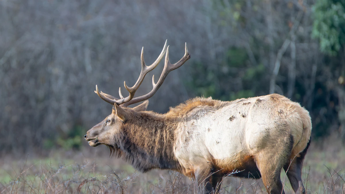 October Elk Calling Strategies — How to Hunt Silent Bulls After the Rut
