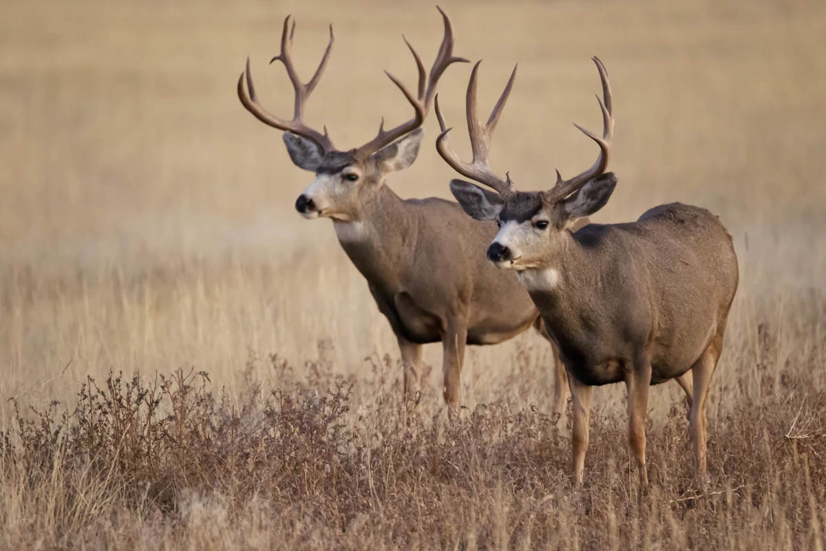 Oklahoma Mule Deer Draw Odds and Tag Guide 2027