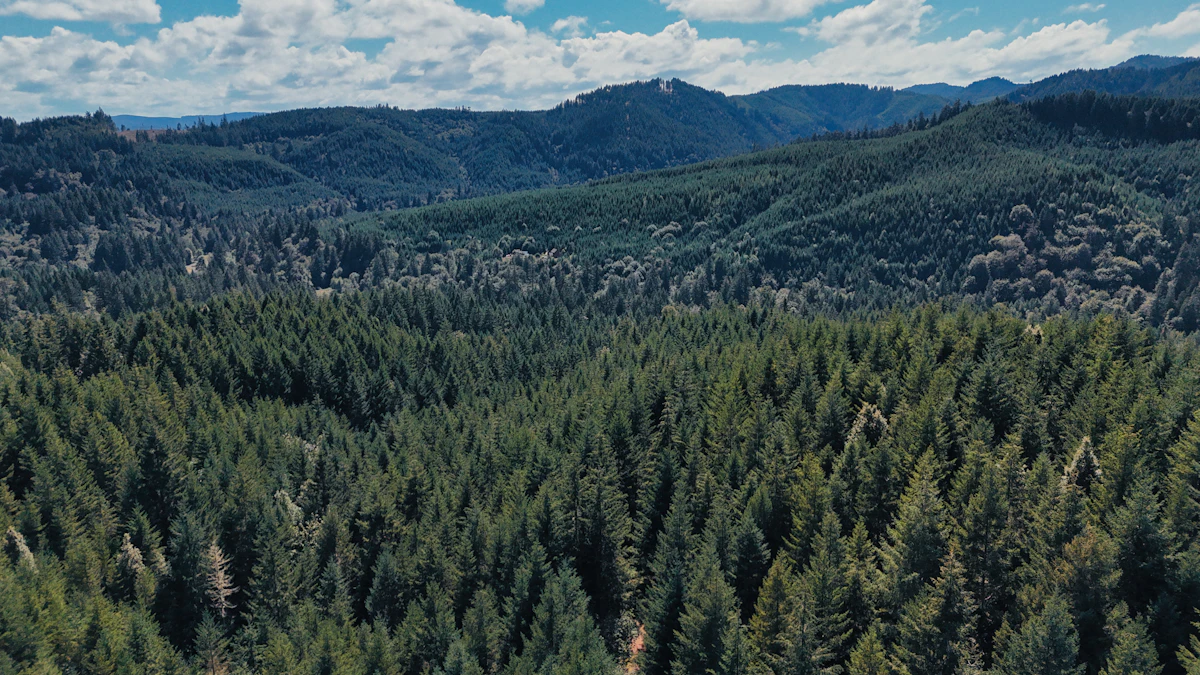 Oregon Guided Elk Hunts 2027: Tags, Draw Odds, Outfitters & Costs