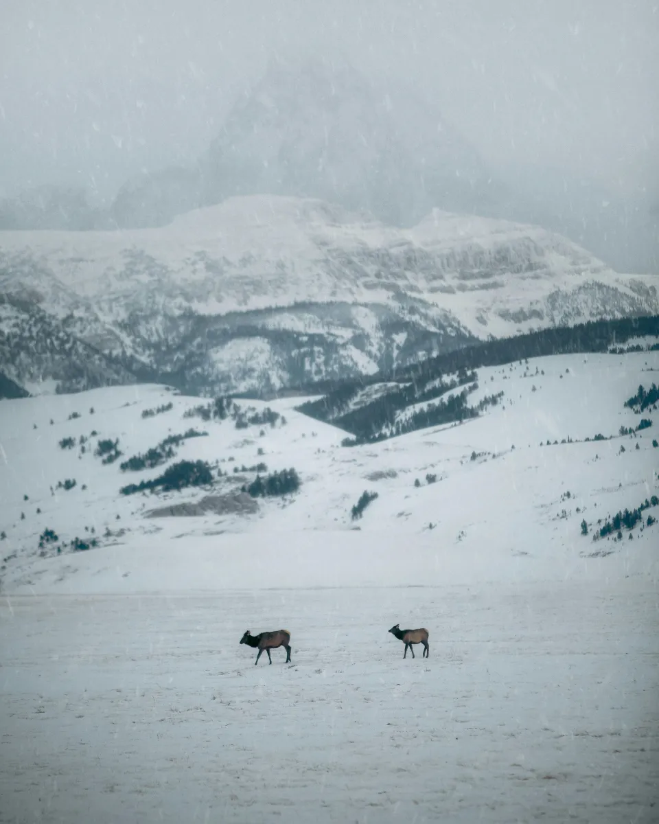 OTC Elk Hunting Strategy: Real-World Tips for Western Hunters
