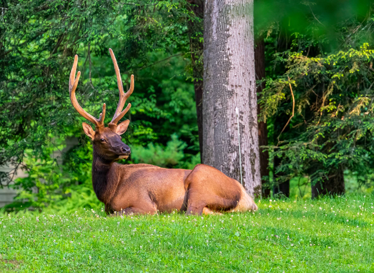Pennsylvania Elk Draw Odds 2027: Tags, Bonus Points & Guide