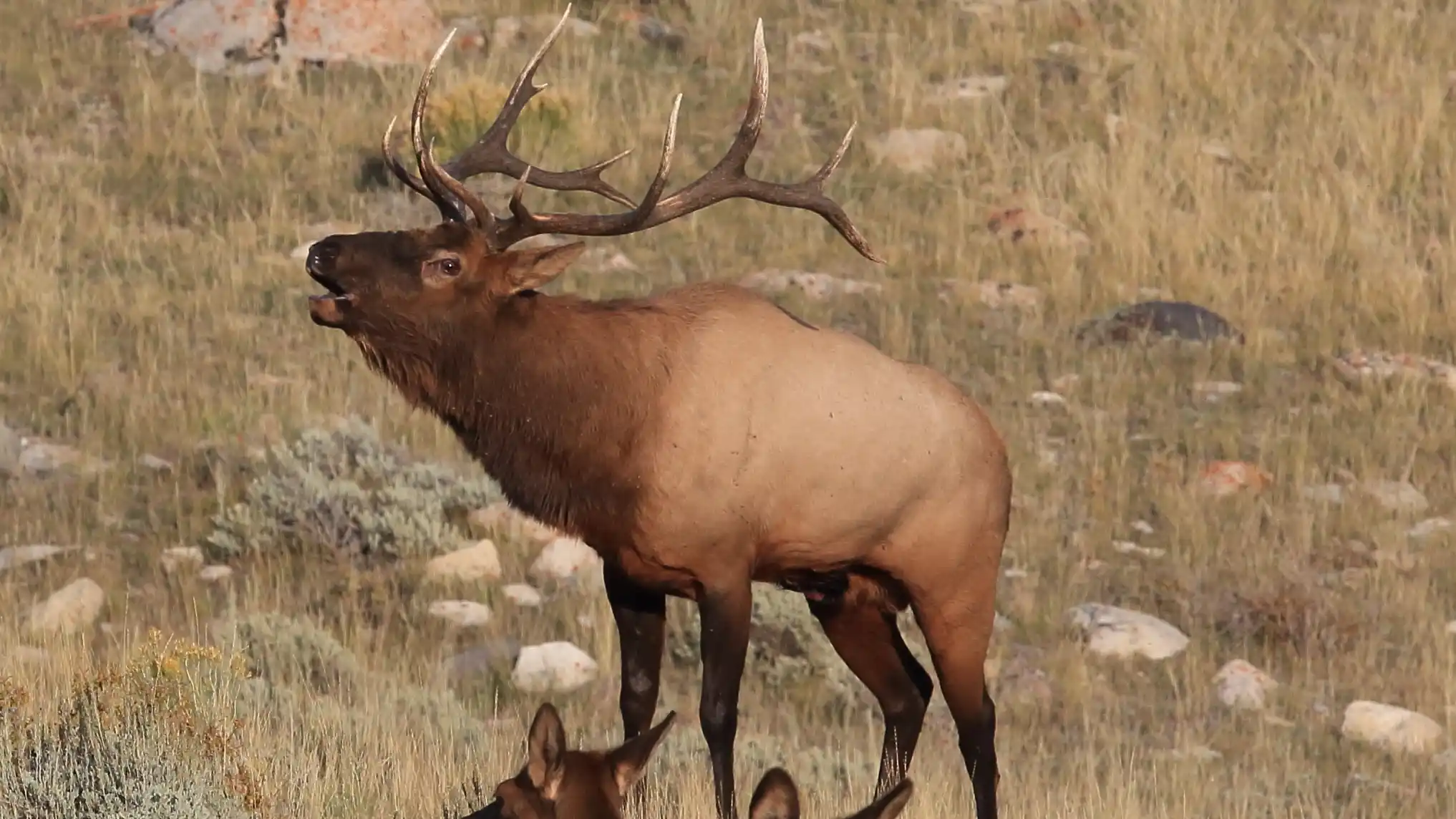 Late Season Elk Behavior