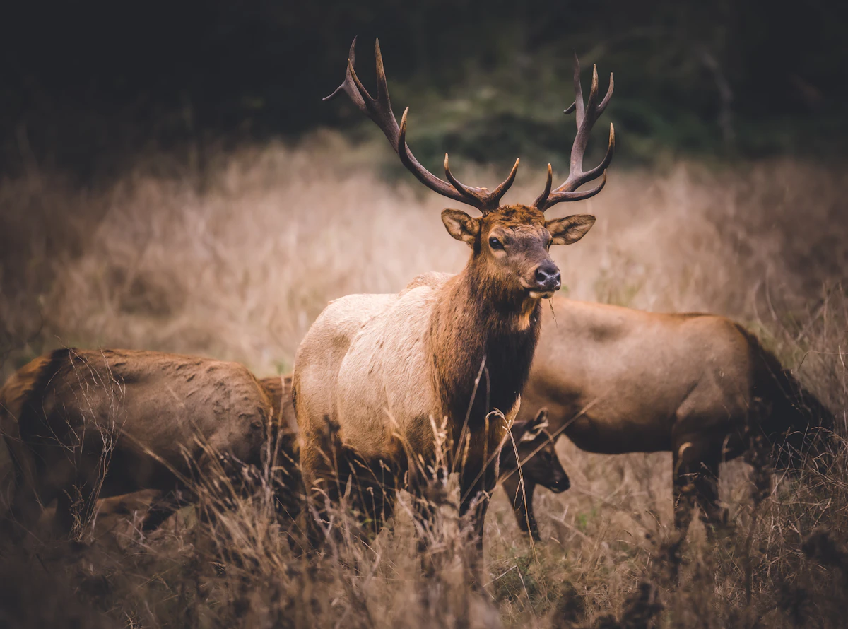 Insights from Elk Talk Podcast: Late Season Elk Behavior