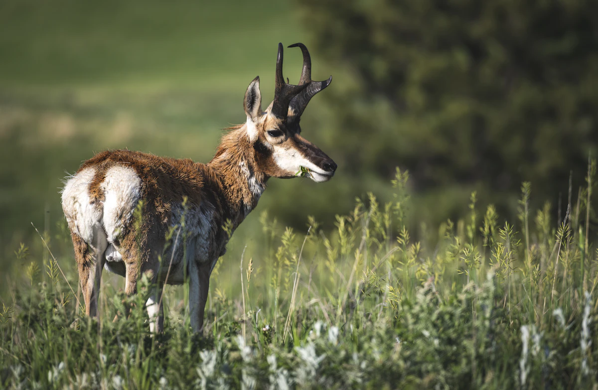 Pronghorn Hunt Gear Checklist 2027: Clothing, Optics & Essentials