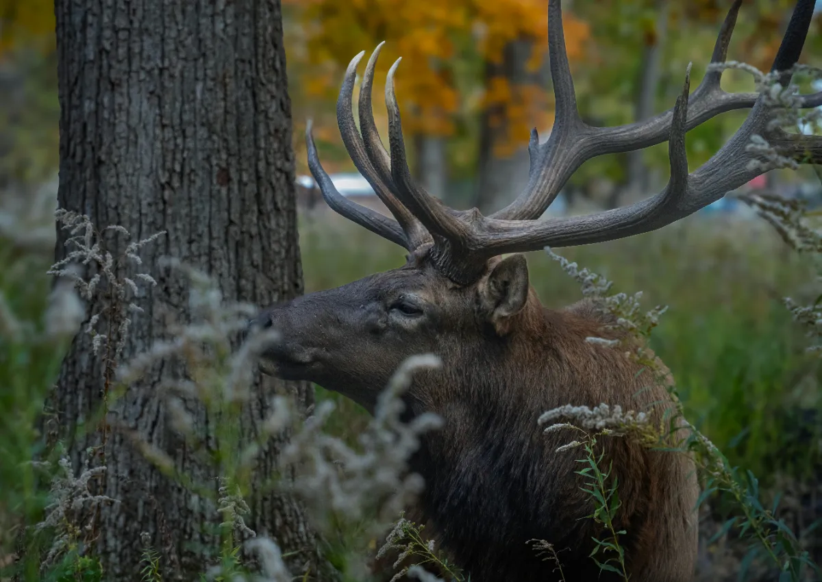 Public Land Access Strategy: Real Tactics for 2026 Western Hunts