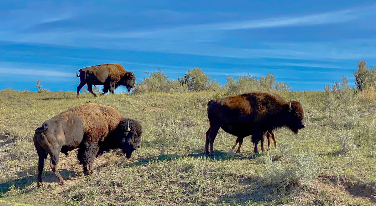 Public vs Private Land Bison Hunts 2027: Tags, Costs, Access & What to Compare